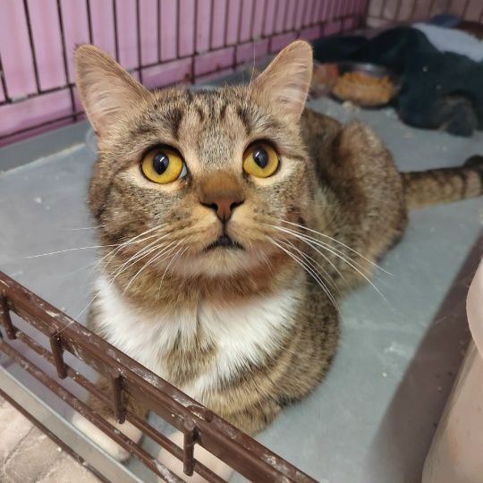 Привет из приюта от кошечки Милки и котика Пелантия😺💞
