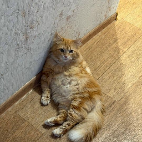 Привет, от спасенного нами с Вами, везунчика Везувия😽, мама которого ветеринар из клиники, где он находился! 