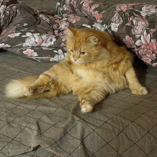 Привет, от спасенного нами с Вами, везунчика Везувия😽, мама которого ветеринар из клиники, где он находился!  миниатюра 2
