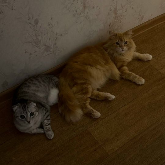 Привет, от спасенного нами с Вами, везунчика Везувия😽, мама которого ветеринар из клиники, где он находился!  миниатюра 4