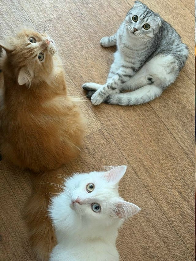 Привет, от спасенного нами с Вами, везунчика Везувия😽, мама которого ветеринар из клиники, где он находился!  миниатюра 5