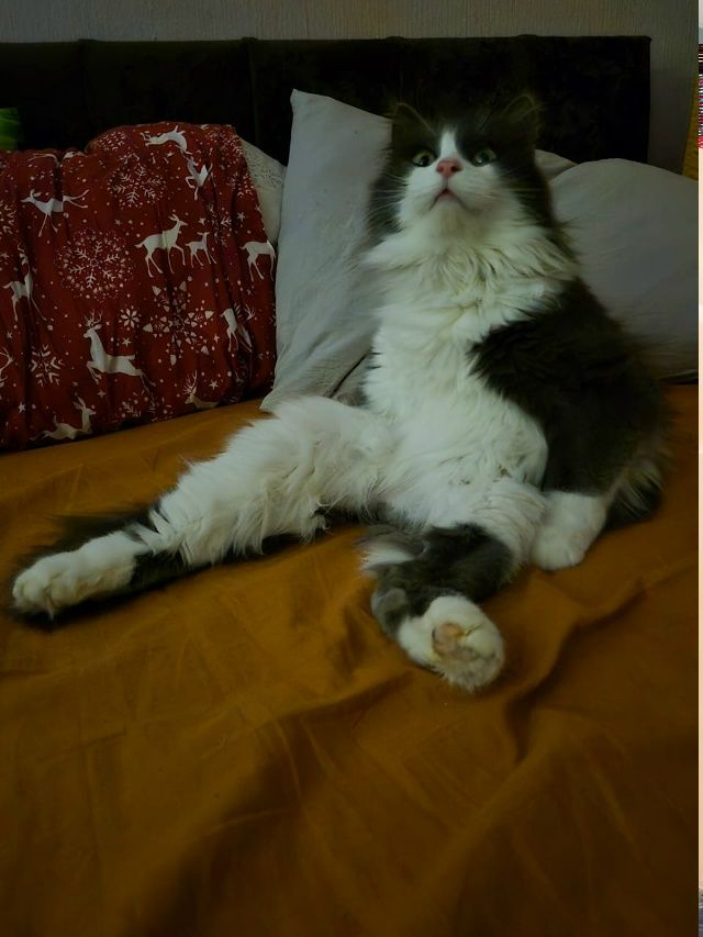 Привет от Мауса🐱
