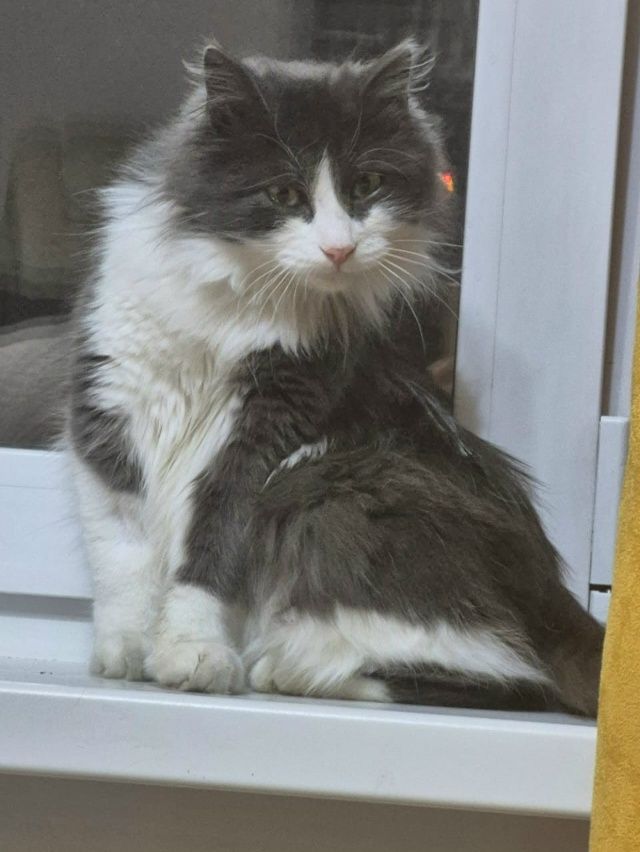 Привет от Мауса🐱 миниатюра 3