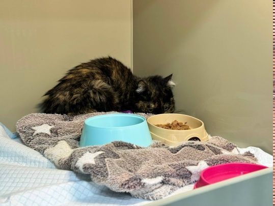 Увезли нашу Геру (Графиню) в Дарвин на приём к стоматологу 😿 миниатюра 3