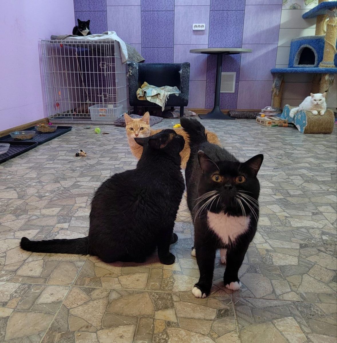 Особенные котики часть 2 🤗