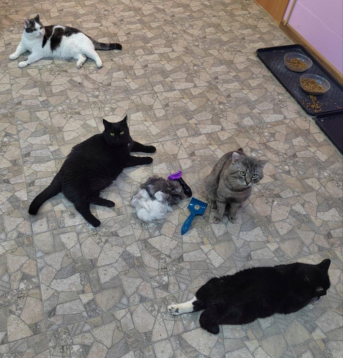 Особенные котики часть 2 🤗 миниатюра 2