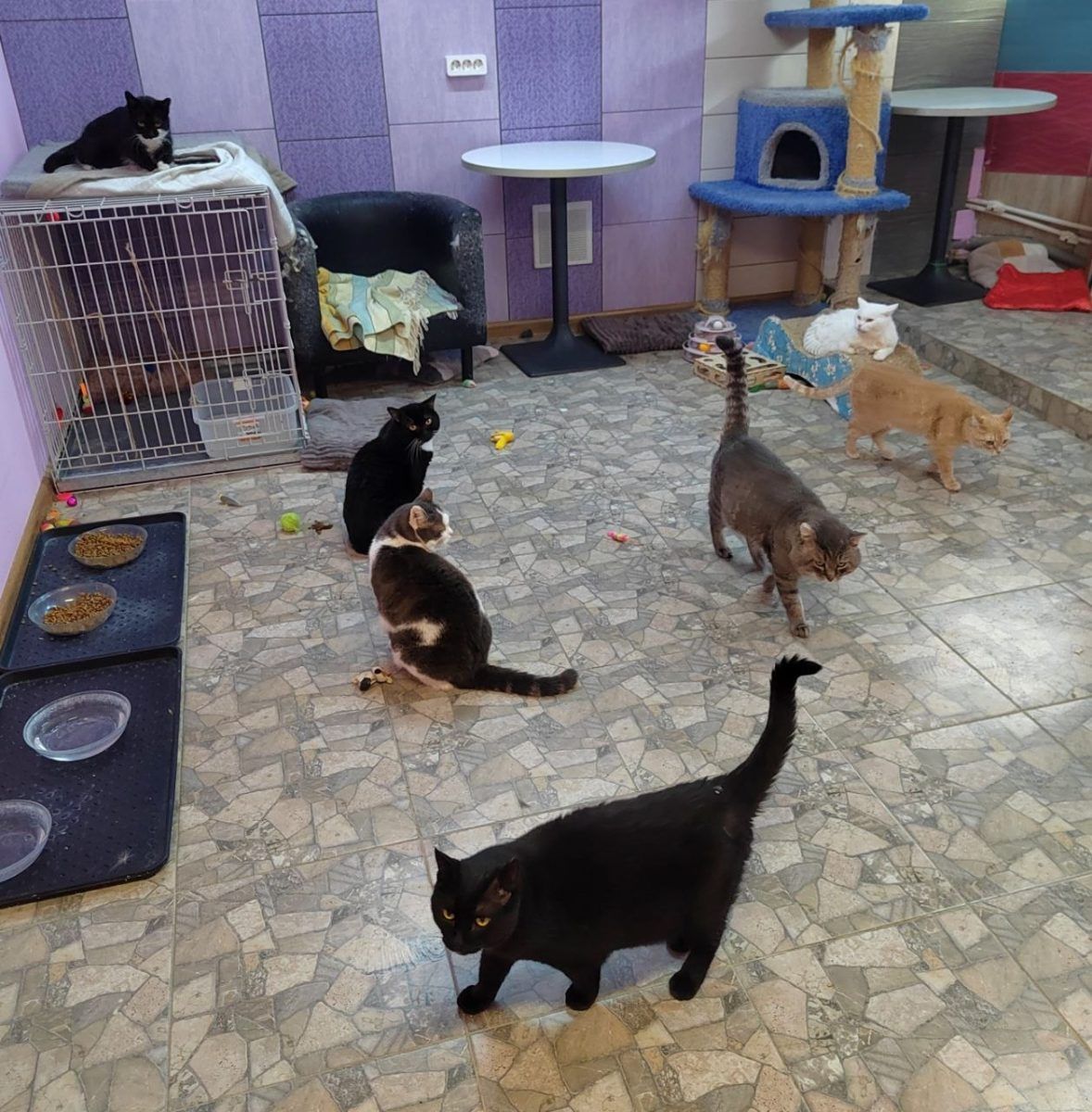 Особенные котики часть 2 🤗 миниатюра 3