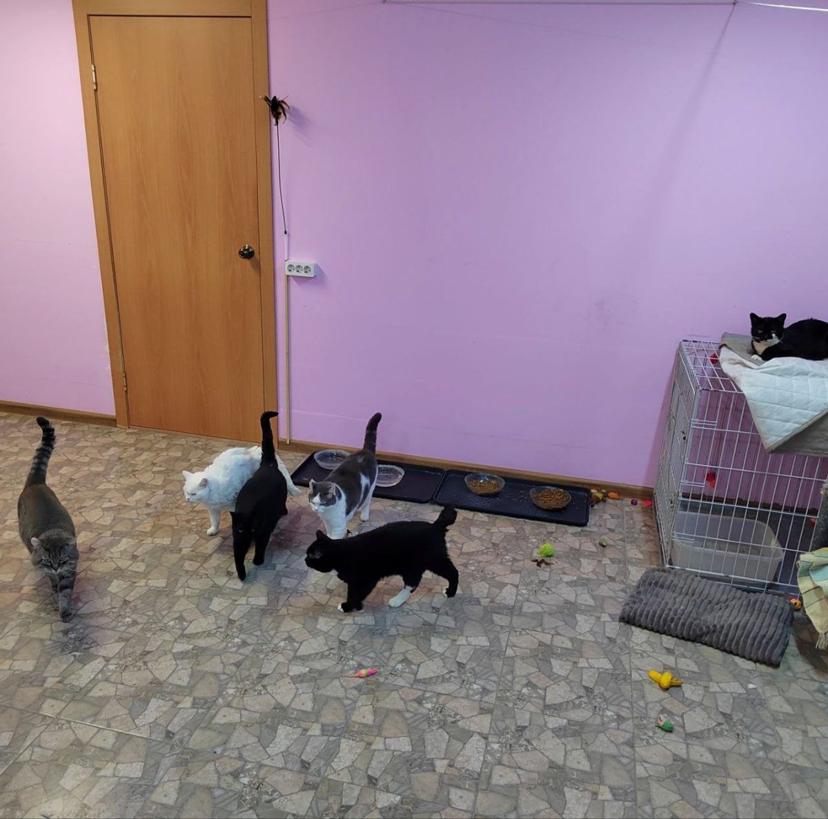 Особенные котики часть 2 🤗 миниатюра 4