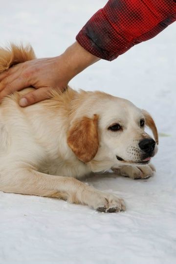 Милли и Дилли ищут родителей! миниатюра 3