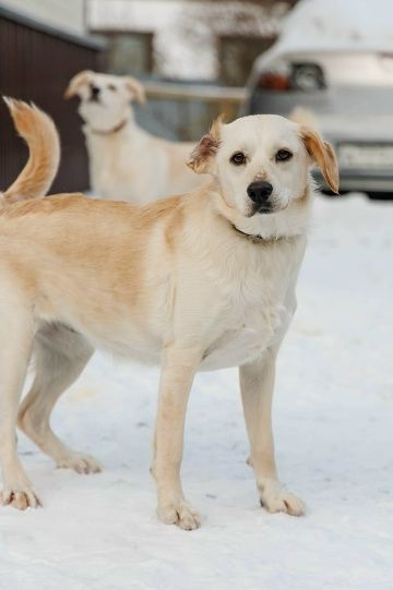 Милли и Дилли ищут родителей! миниатюра 9