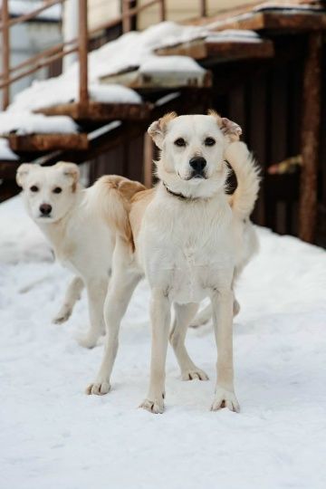 Милли и Дилли ищут родителей! миниатюра 2