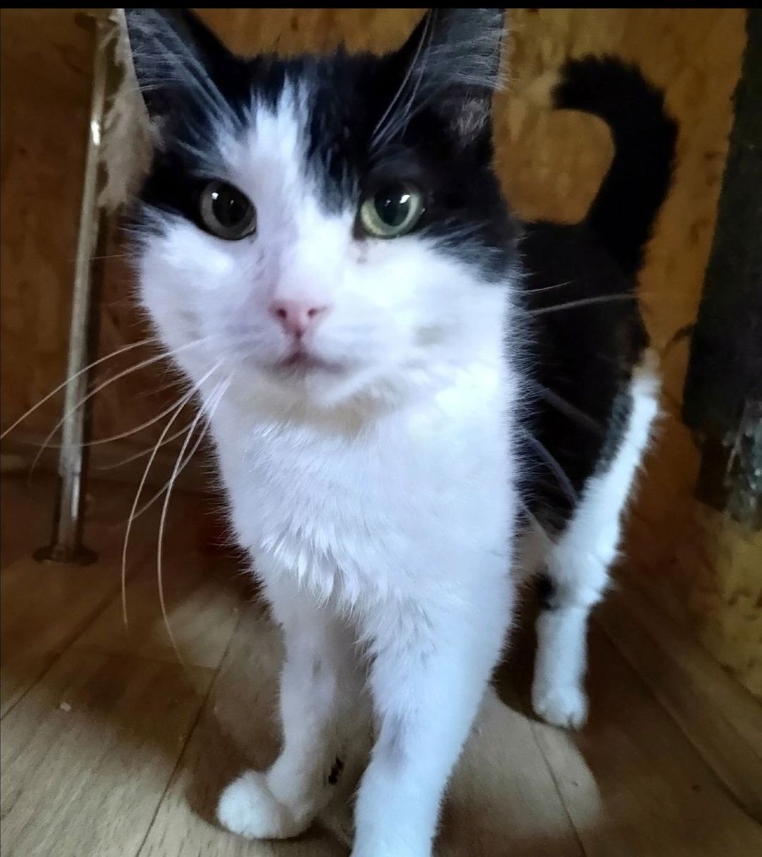 Милке😿 стало плохо, экстерно ее увезли в клинику Дарвин🙏