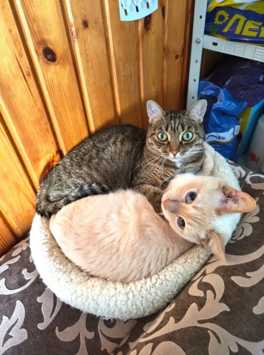 Привет всем от Макса 😽
