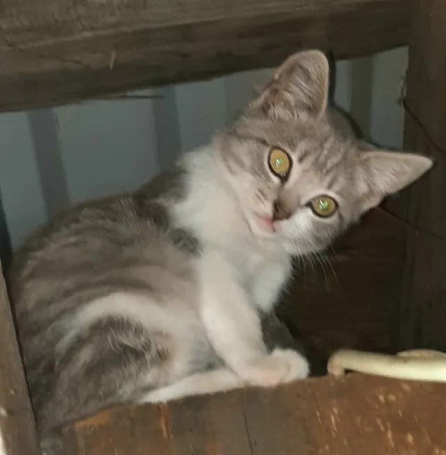 Котята ищут дом🙏 миниатюра 2