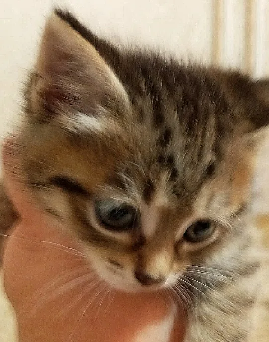 Котята ищут дом🙏 миниатюра 3