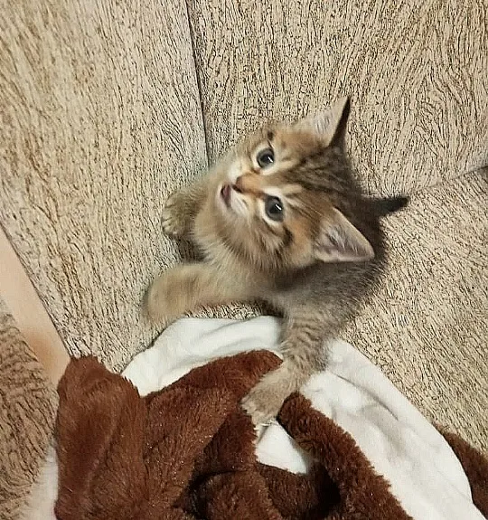 Котята ищут дом🙏 миниатюра 4