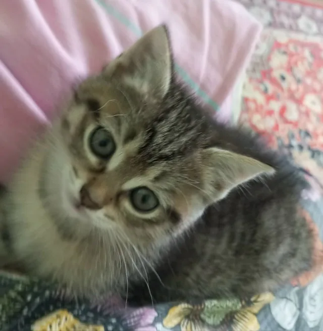 Котята ищут дом🙏 миниатюра 5