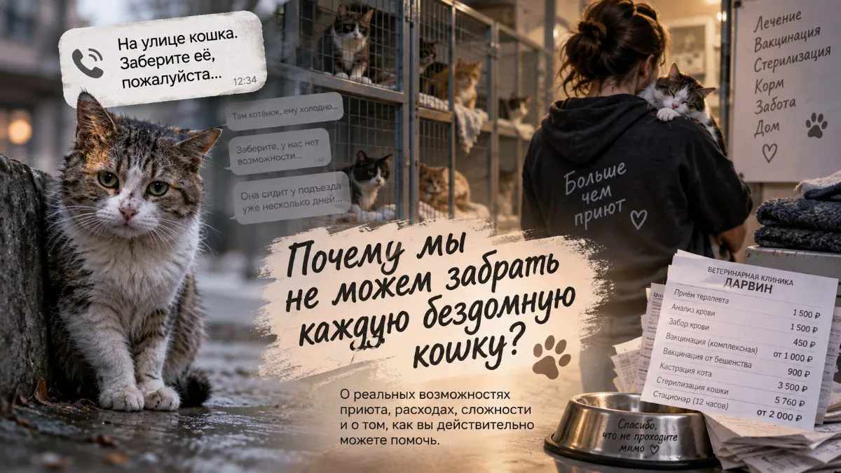 Почему мы не можем забрать каждую бездомную кошку