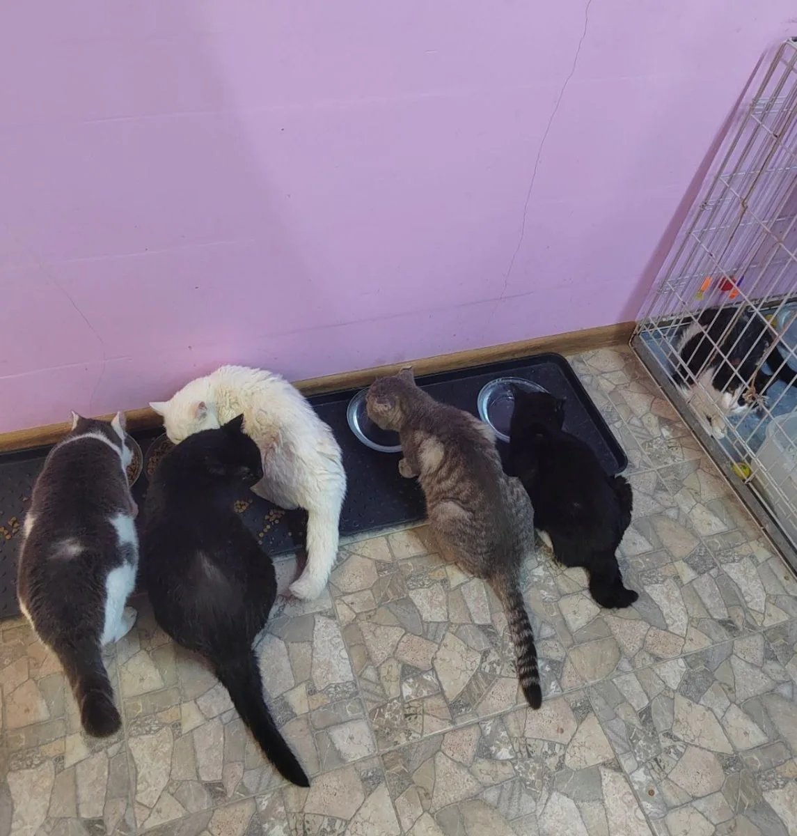Заботы наших пушистых 😚 миниатюра 3