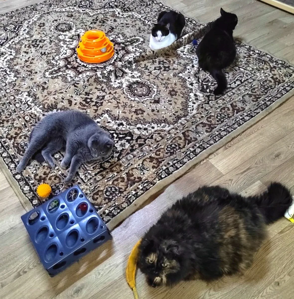 Заботы наших пушистых 😚 миниатюра 4