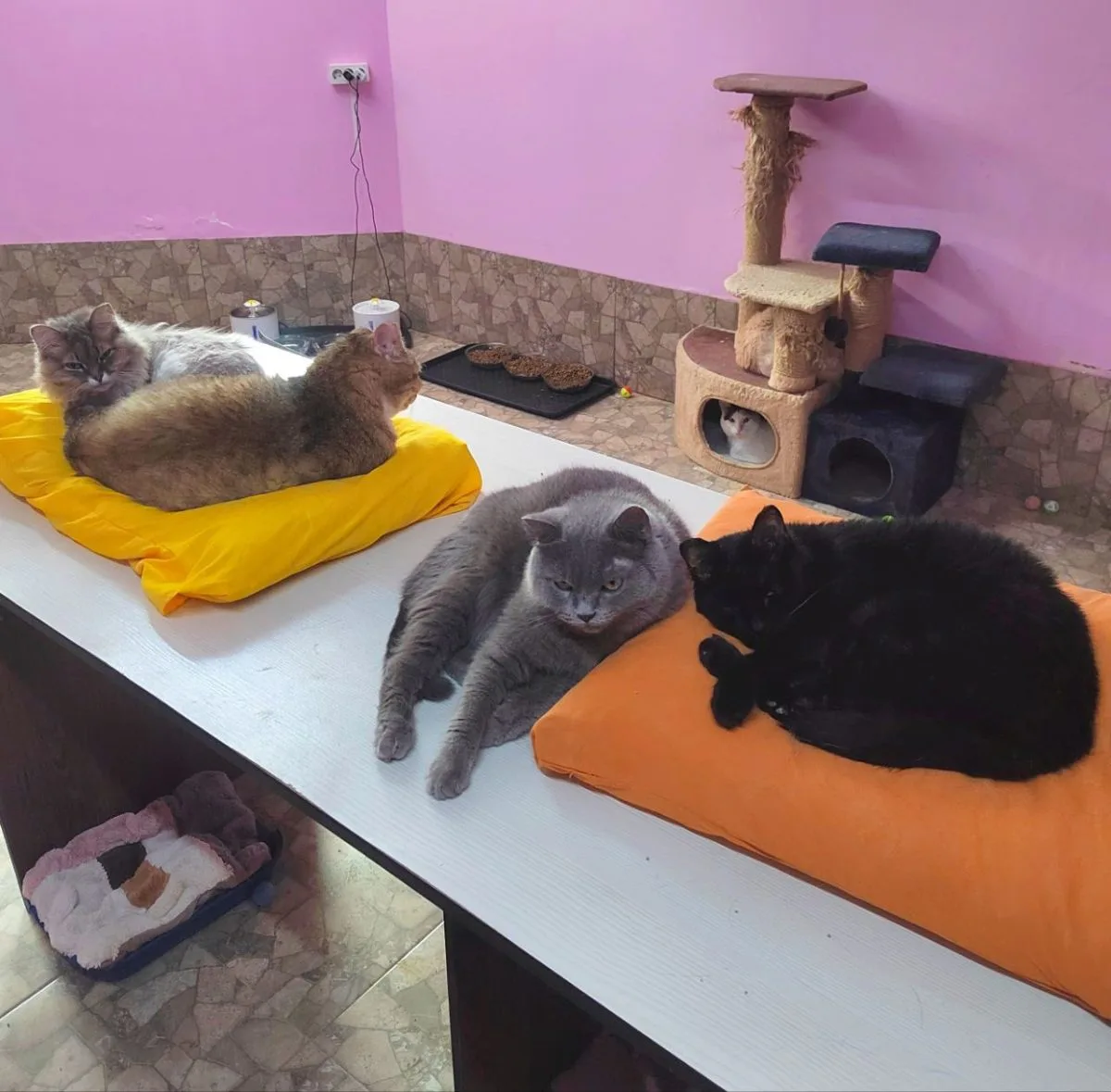 Заботы наших пушистых 😚 миниатюра 5