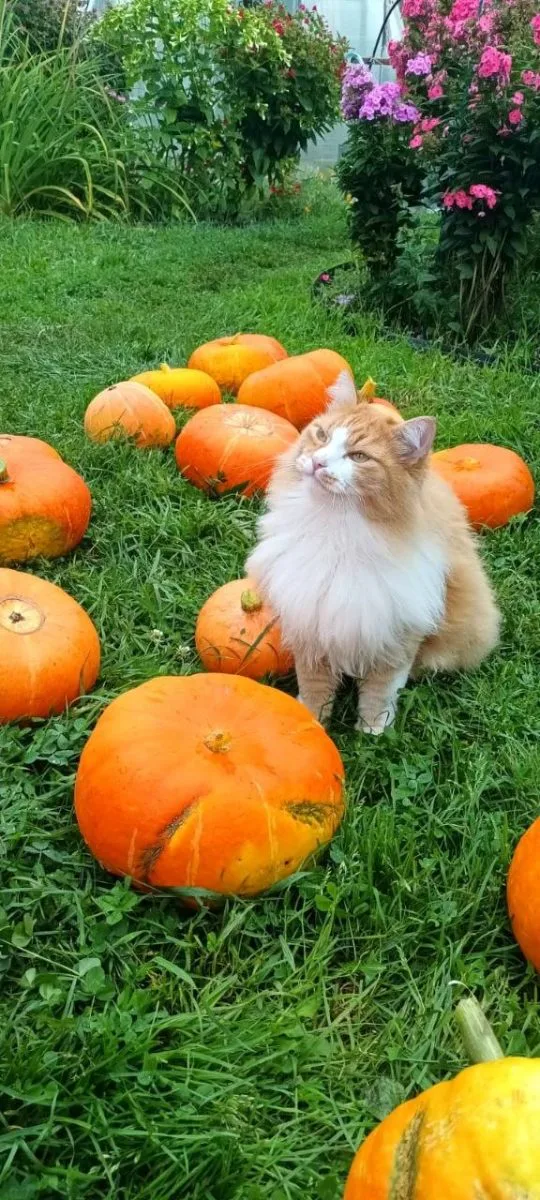 Леонид и тыквы 😚