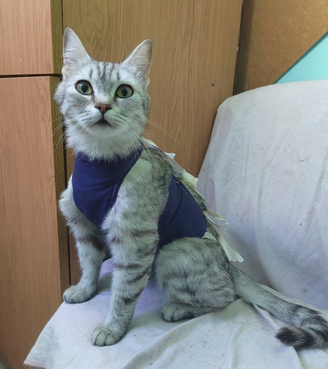 Кошкопад и немного новостей миниатюра 6