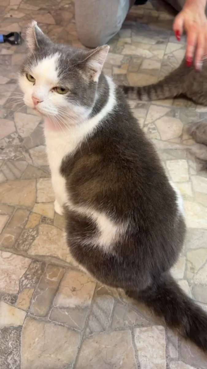 Всем мур мур мур 😻😻😻 миниатюра 2