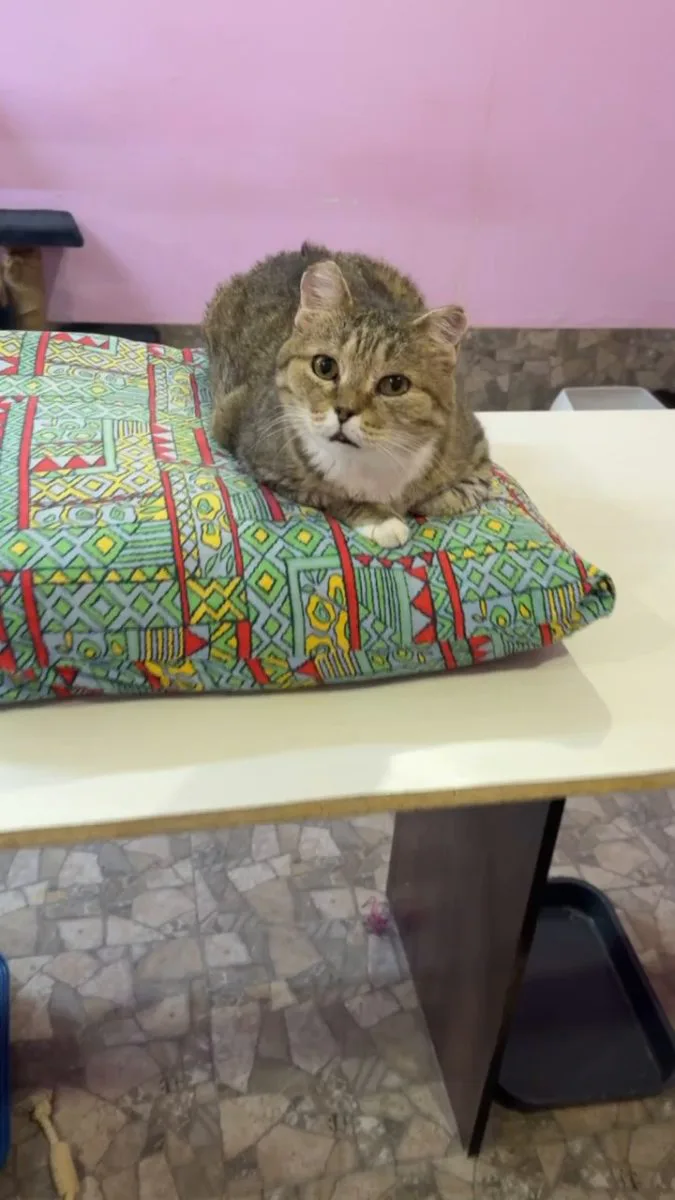 Всем мур мур мур 😻😻😻 миниатюра 3