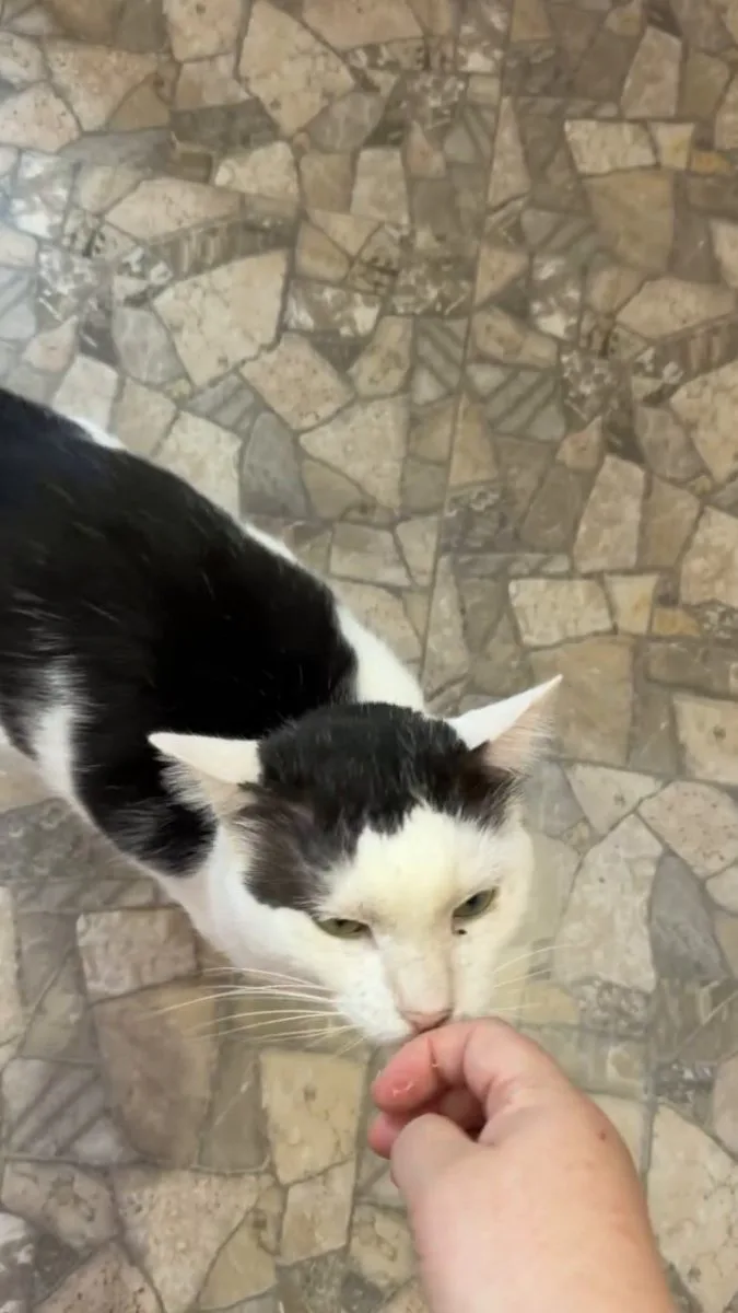 Всем мур мур мур 😻😻😻 миниатюра 4