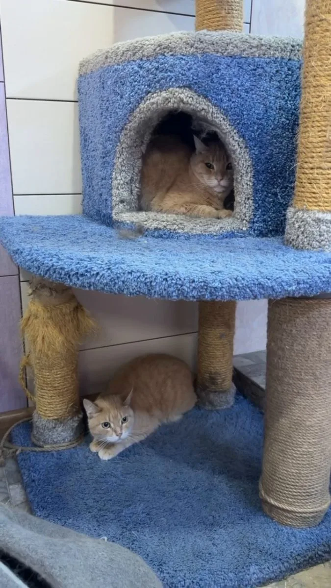 Всем мур мур мур 😻😻😻 миниатюра 5