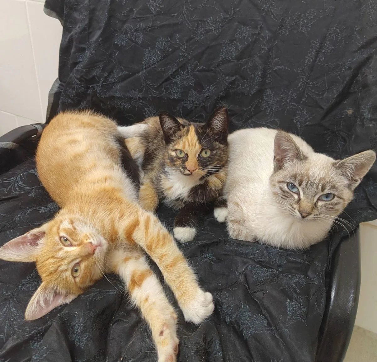 Осенний кошкопад....