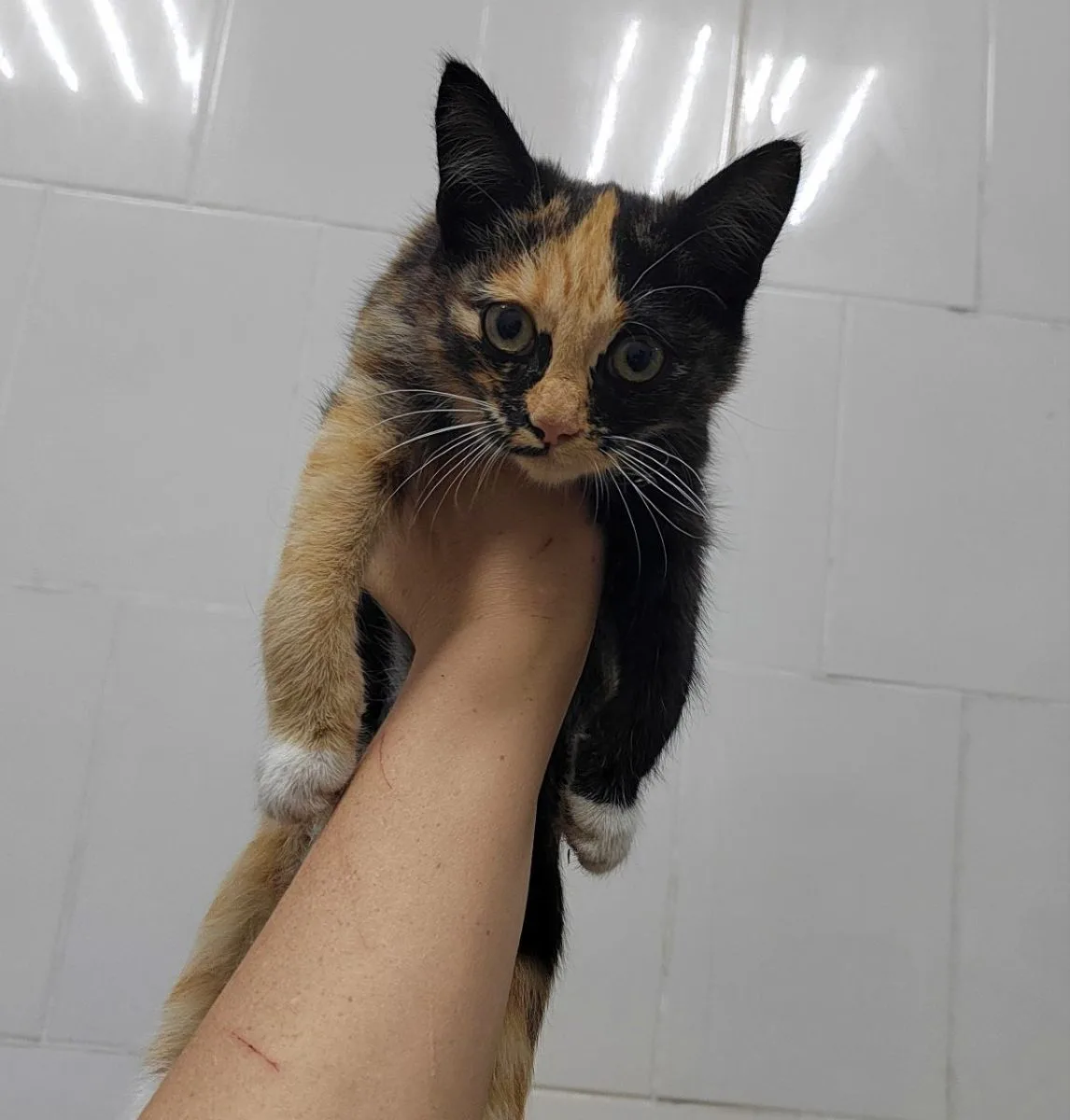 Осенний кошкопад.... миниатюра 5