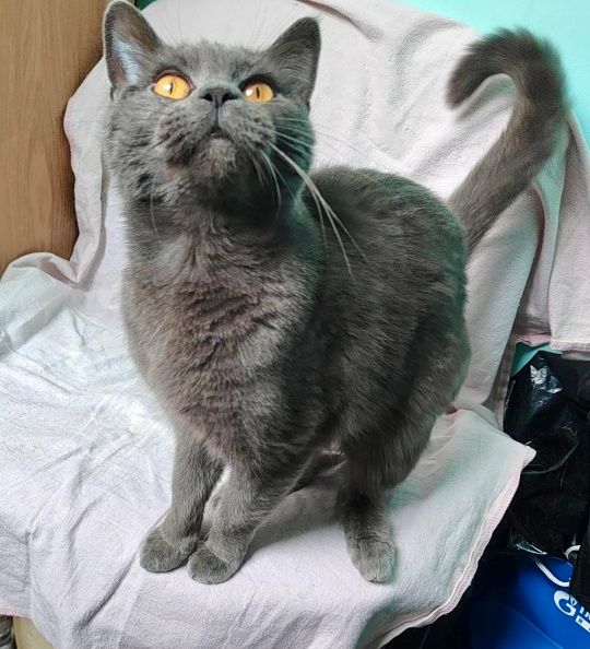 Стелла — фото 2