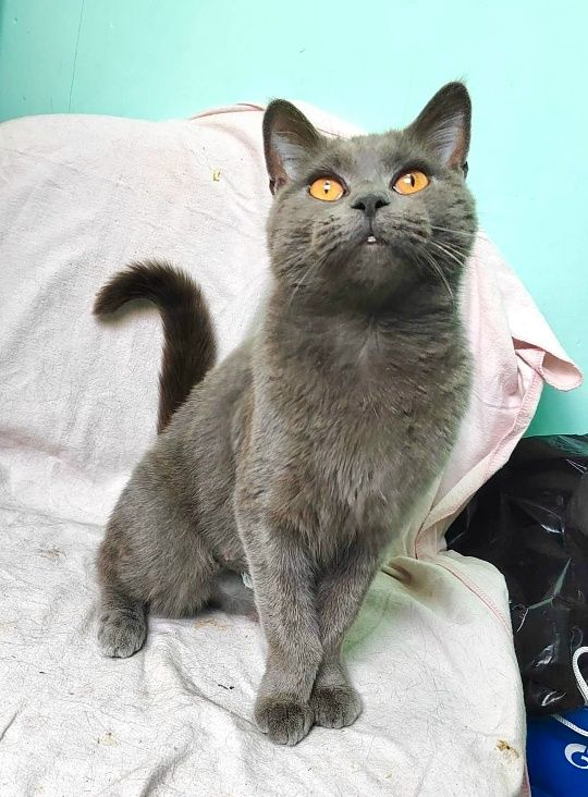 Стелла — фото 3