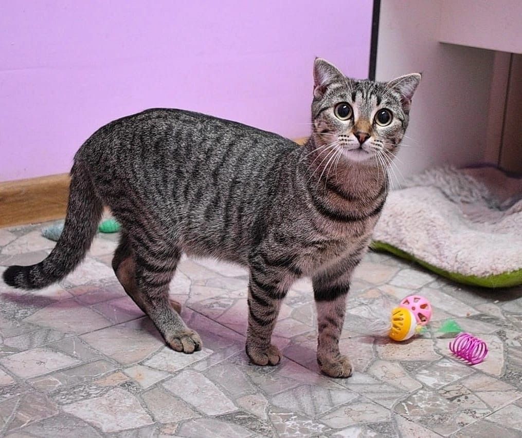 Каталина