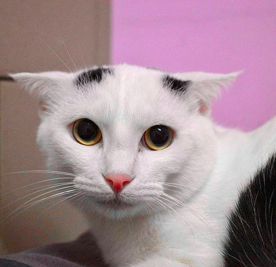 Люмос