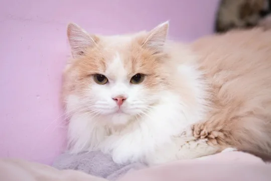 Лакки