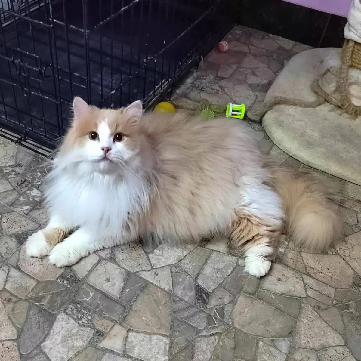 Лакки миниатюра 5