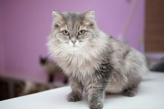Лунго