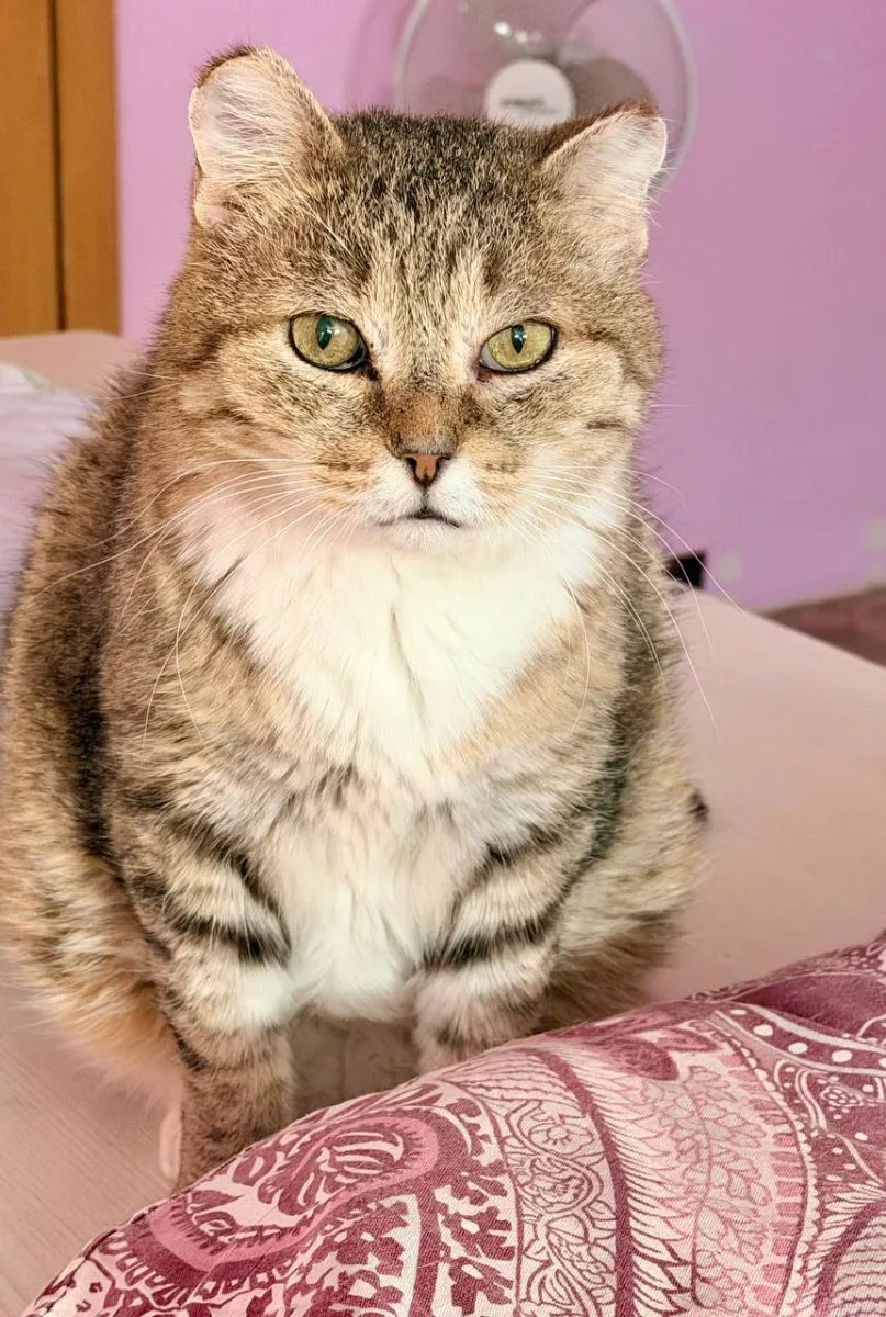 Котэ