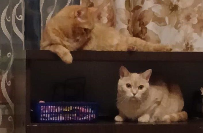 💞Привет от наших бывших подопечных Милы и Сэма💞