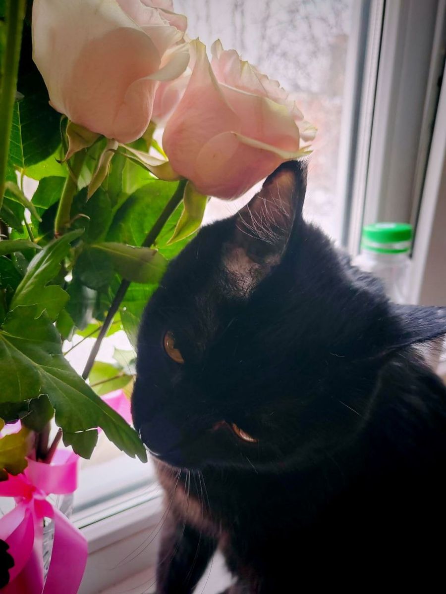 Привет от Блэкки🤗