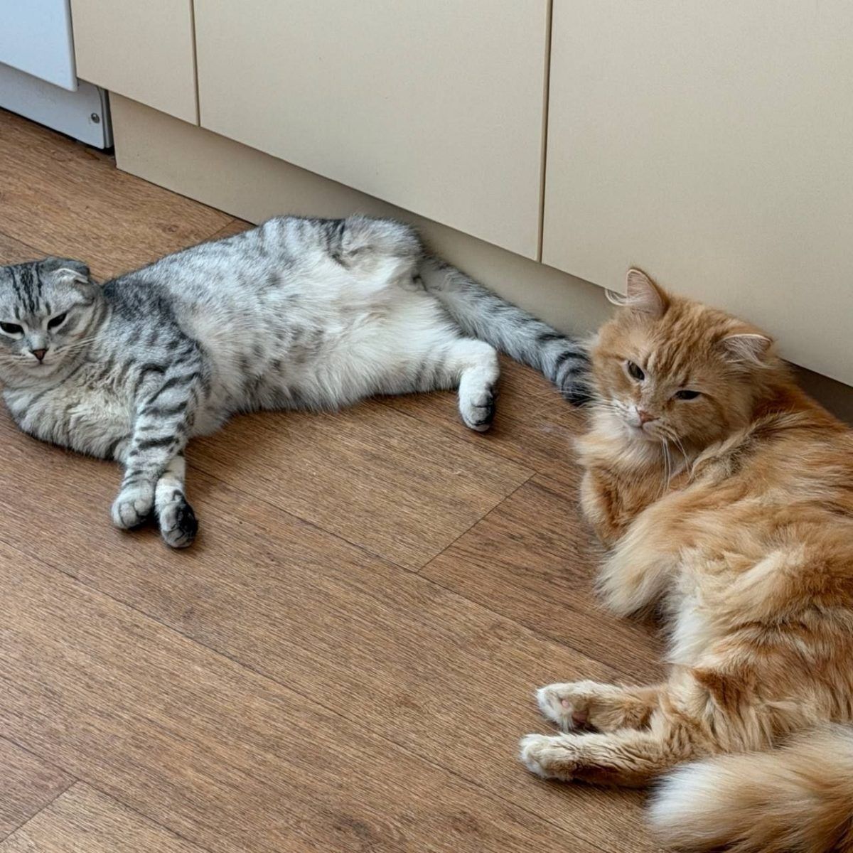 Привет, от спасенного нами с Вами, везунчика Везувия😽