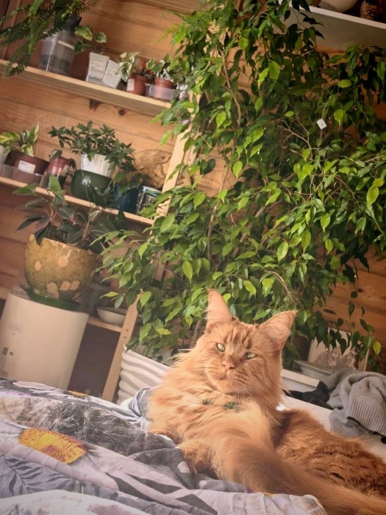 Привет от Эльфы😺