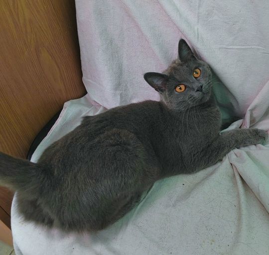 Стеллу удочерили 🏠🐈 миниатюра 2