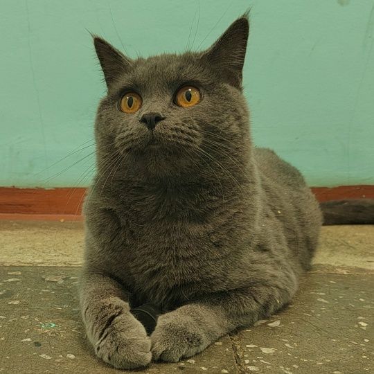 Стеллу удочерили 🏠🐈 миниатюра 3