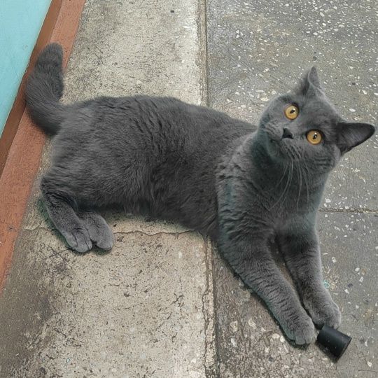 Стеллу удочерили 🏠🐈 миниатюра 4