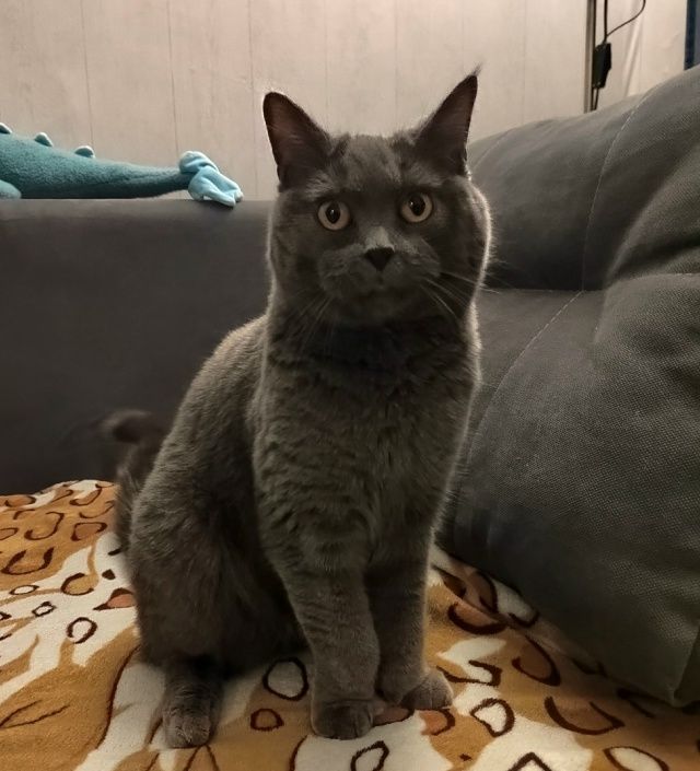 Стеллу удочерили 🏠🐈 миниатюра 5