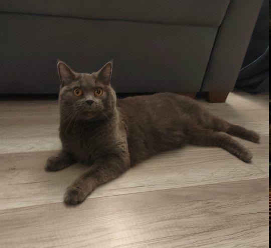 Стеллу удочерили 🏠🐈 миниатюра 6
